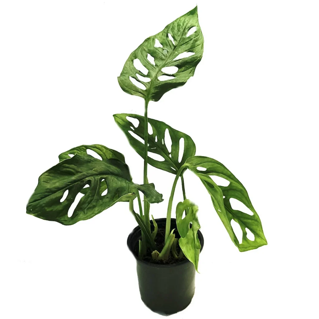 Monstera adansonii - 4" Swiss Cheese Plant