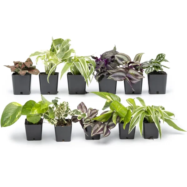 Altman Plants 12-Pack Air Purifying Indoor Houseplants