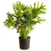 Costa Farms Philodendron Selloum 24” Indoor Floor Plant