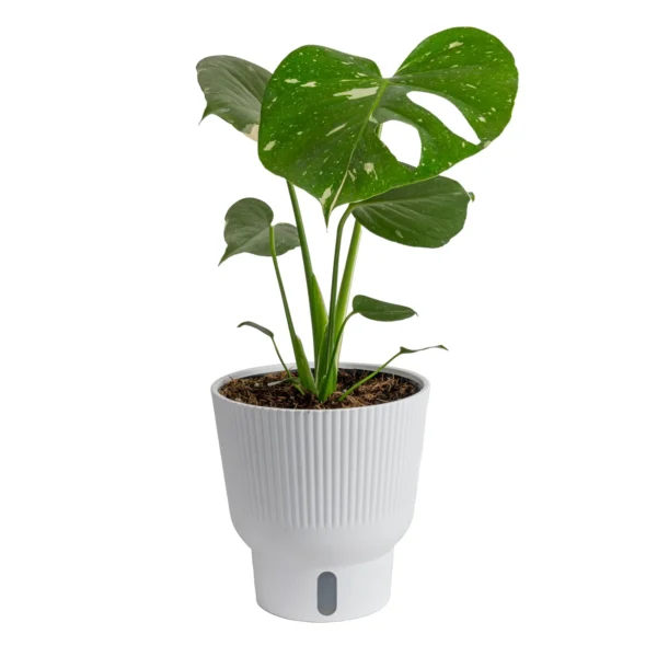 Costa Farms Thai Constellation Monstera - 16” Tall, Self-Watering Pot