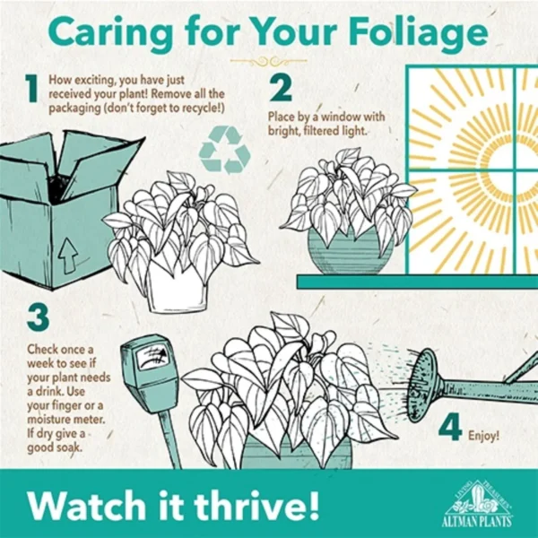 Altman Plants 12-Pack Air Purifying Indoor Houseplants