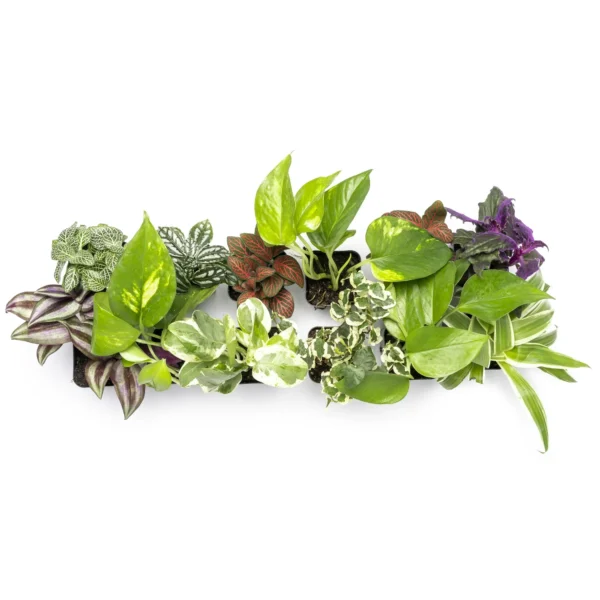 Altman Plants 12-Pack Air Purifying Indoor Houseplants