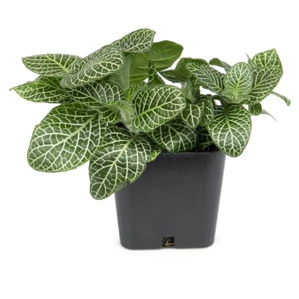 Altman Plants 12-Pack Air Purifying Indoor Houseplants