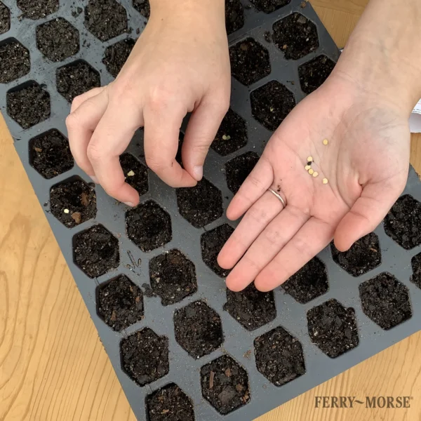 Ferry Morse Pro-Hex Seed Starting Tray - 72 Cells