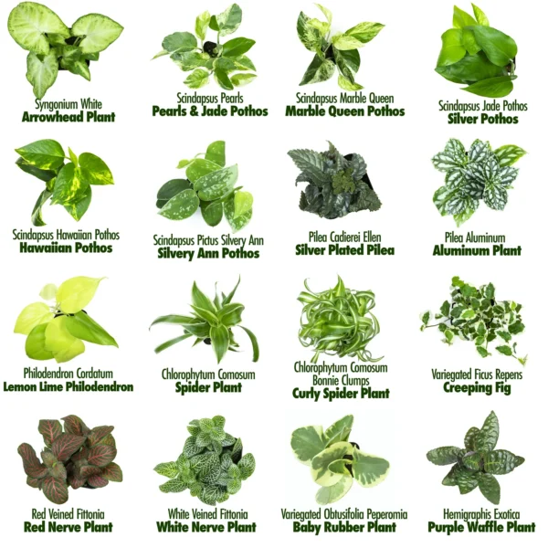 Altman Plants 12-Pack Air Purifying Indoor Houseplants