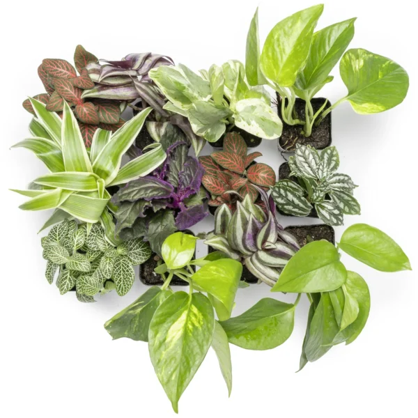 Altman Plants 12-Pack Air Purifying Indoor Houseplants
