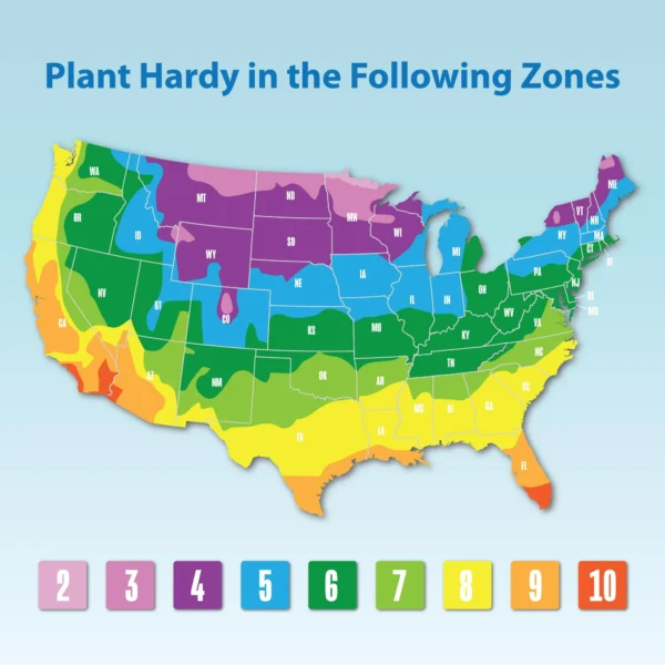 Altman Plants 12-Pack Air Purifying Indoor Houseplants