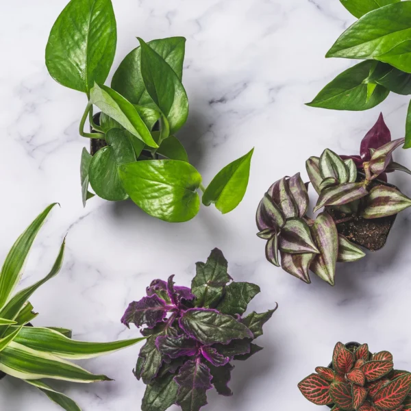 Altman Plants 12-Pack Air Purifying Indoor Houseplants
